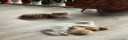 Persian cats for sale: Two beautiful Persian kittens  - Advert 7