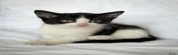 Mixed Breed cats for sale: Kittens/mixed in Sutton-in-Ashfield - Advert 5