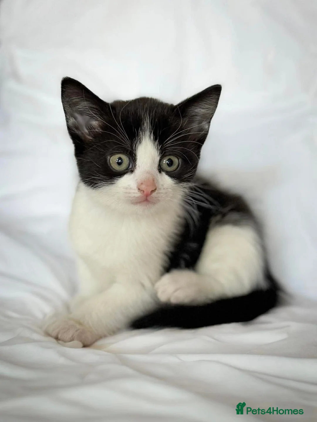 Mixed Breed cats for sale: Kittens/mixed in Sutton-in-Ashfield - Advert 5