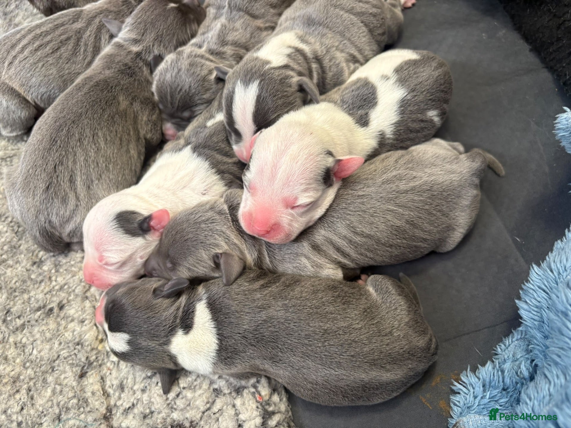 Staffordshire Bull Terrier dogs 10 beautiful blue staffy puppies  - Advert 1