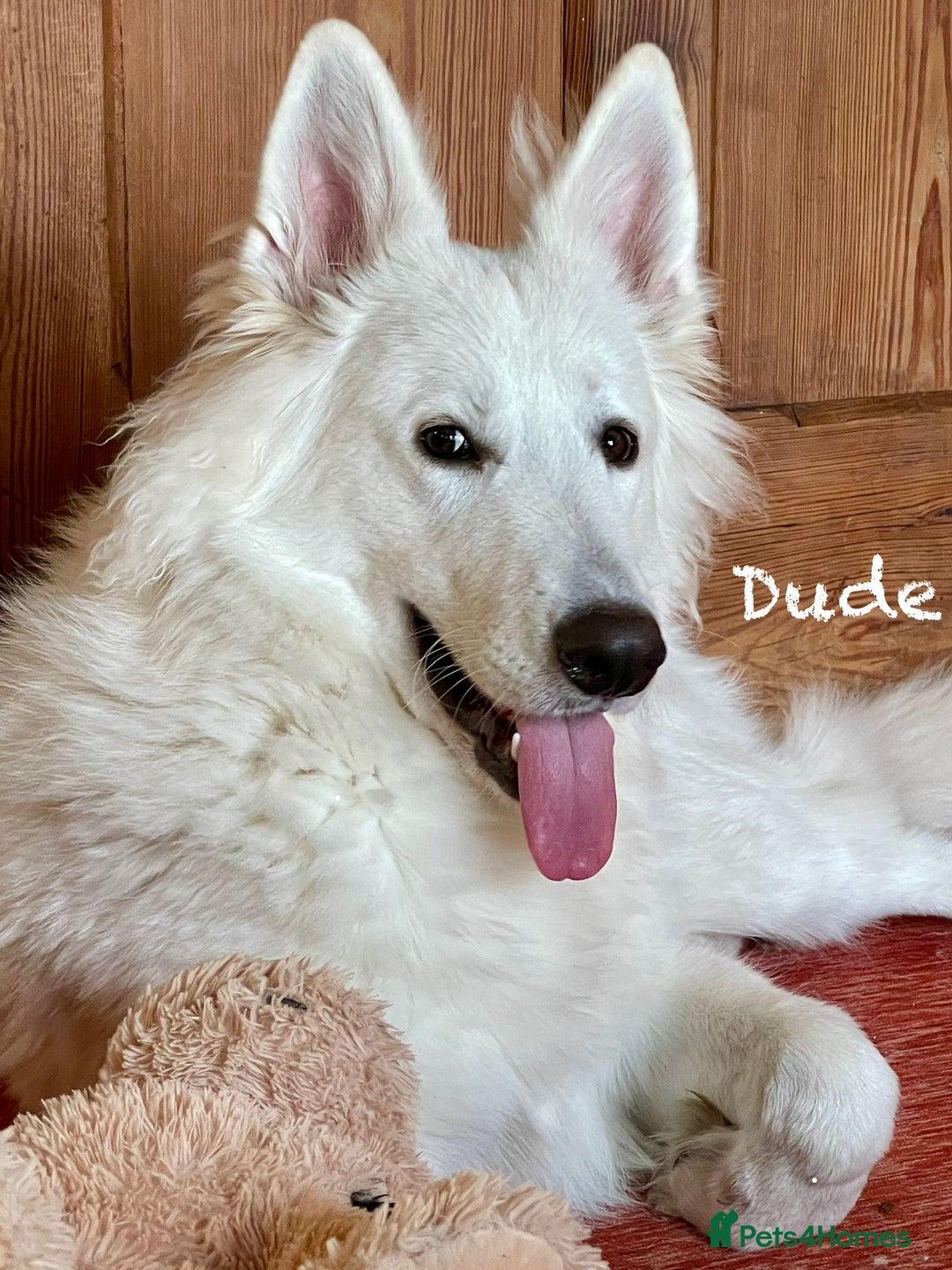 White Swiss Shepherd dogs for sale: White Swiss Shepherd Puppies 🐾🍼KC Registered - Image 17