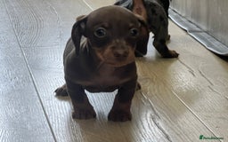 Miniature Dachshund dogs for sale: Last boy KC REG PRA CLEAR - Image 7