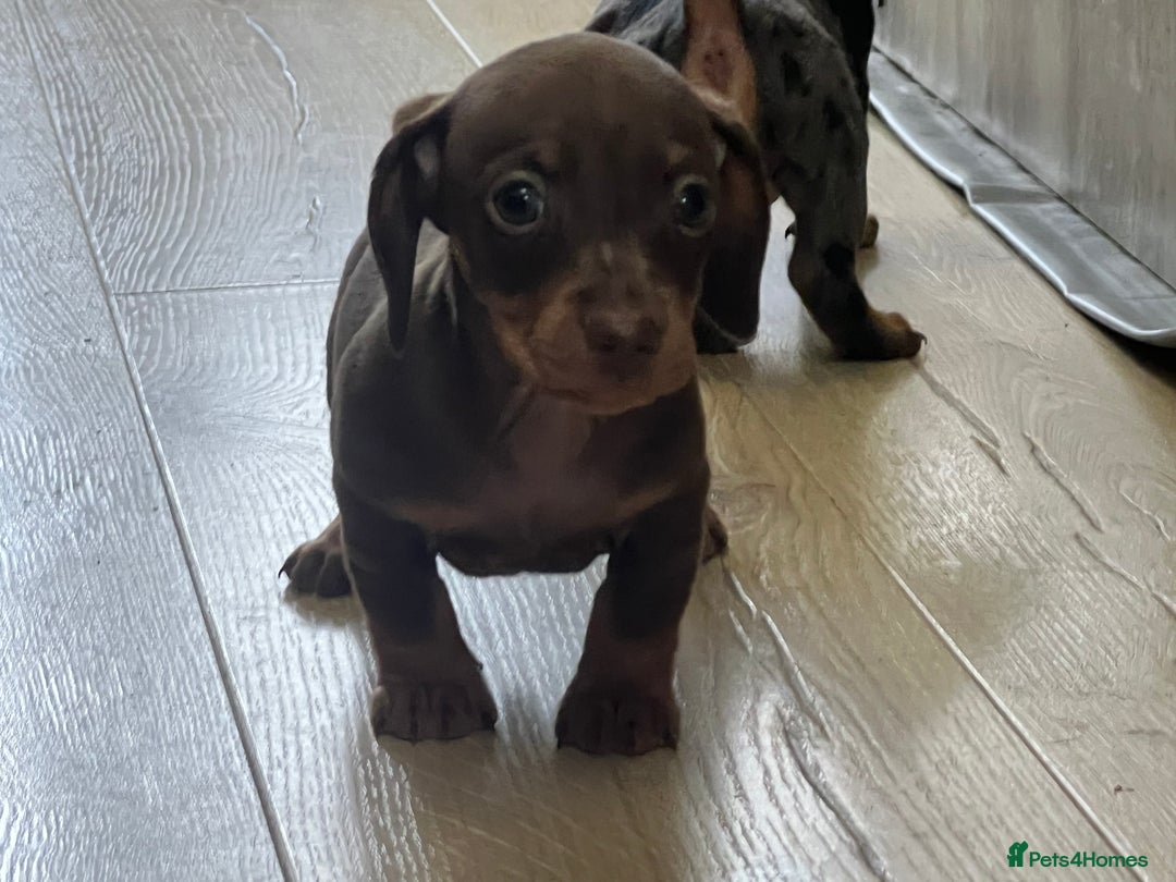 Miniature Dachshund dogs for sale: Last boy KC REG PRA CLEAR - Image 7