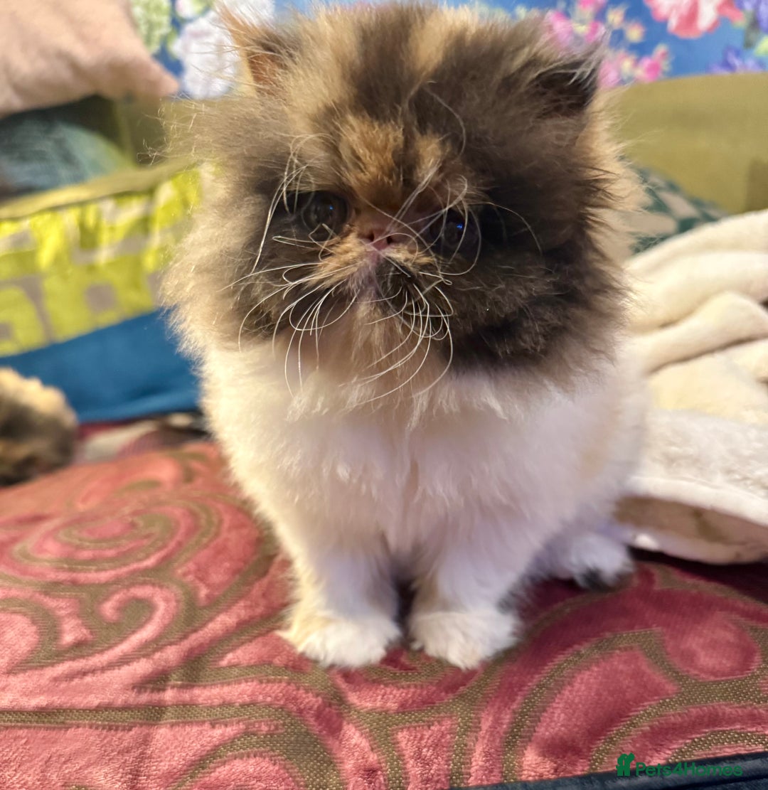 Persian cats for sale: Beautiful Calico pedigree Persian female kitten  - Image 2