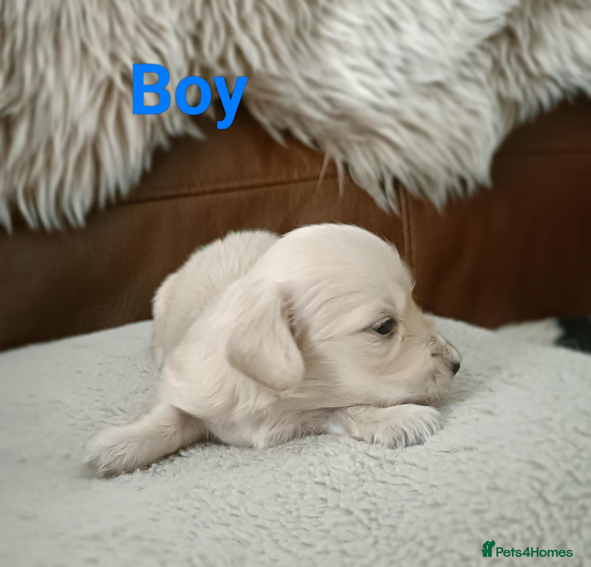 Miniature Dachshund dogs Quality Longhaired mini dachshund trusted breeder  - Advert 2
