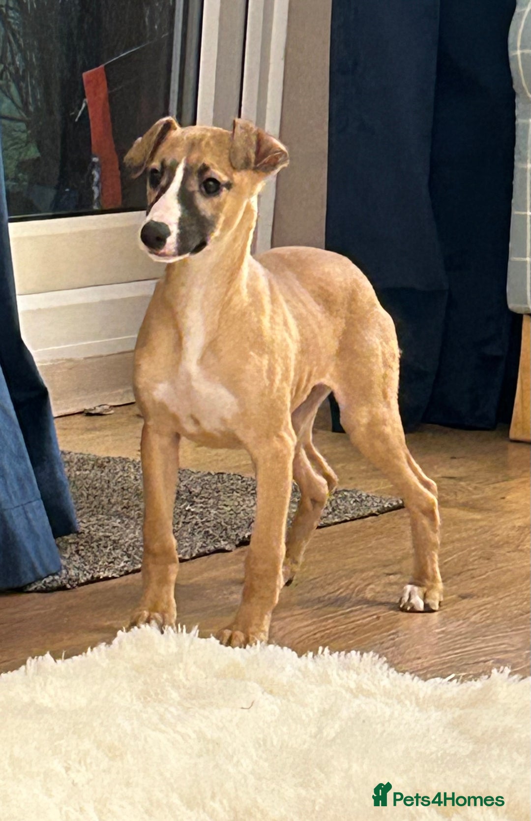 Whippet dogs for sale: Male puppy available Full pedigree and kc reg  - Advert 2