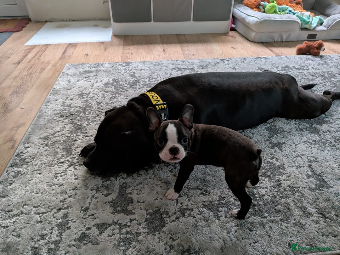 Boston Terrier dogs for sale: SOLD** - Advert 10