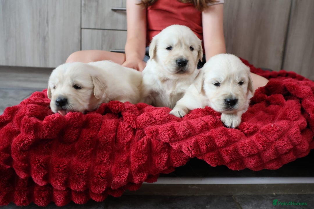 Golden Retriever dogs for sale: Extensively Health tested parents.Snowwhite Chunks - Image 8