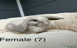 Mini Lop rabbits for sale: Stunning pure bred mini lops - Image 2