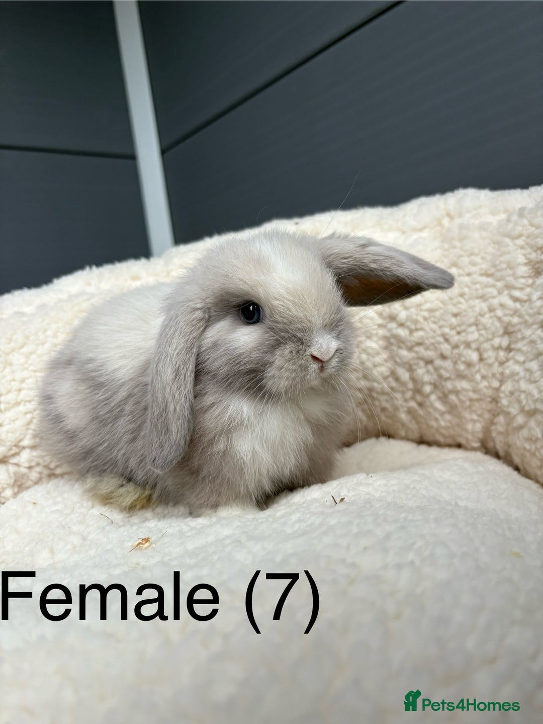 Mini Lop rabbits for sale: Stunning pure bred mini lops - Image 2