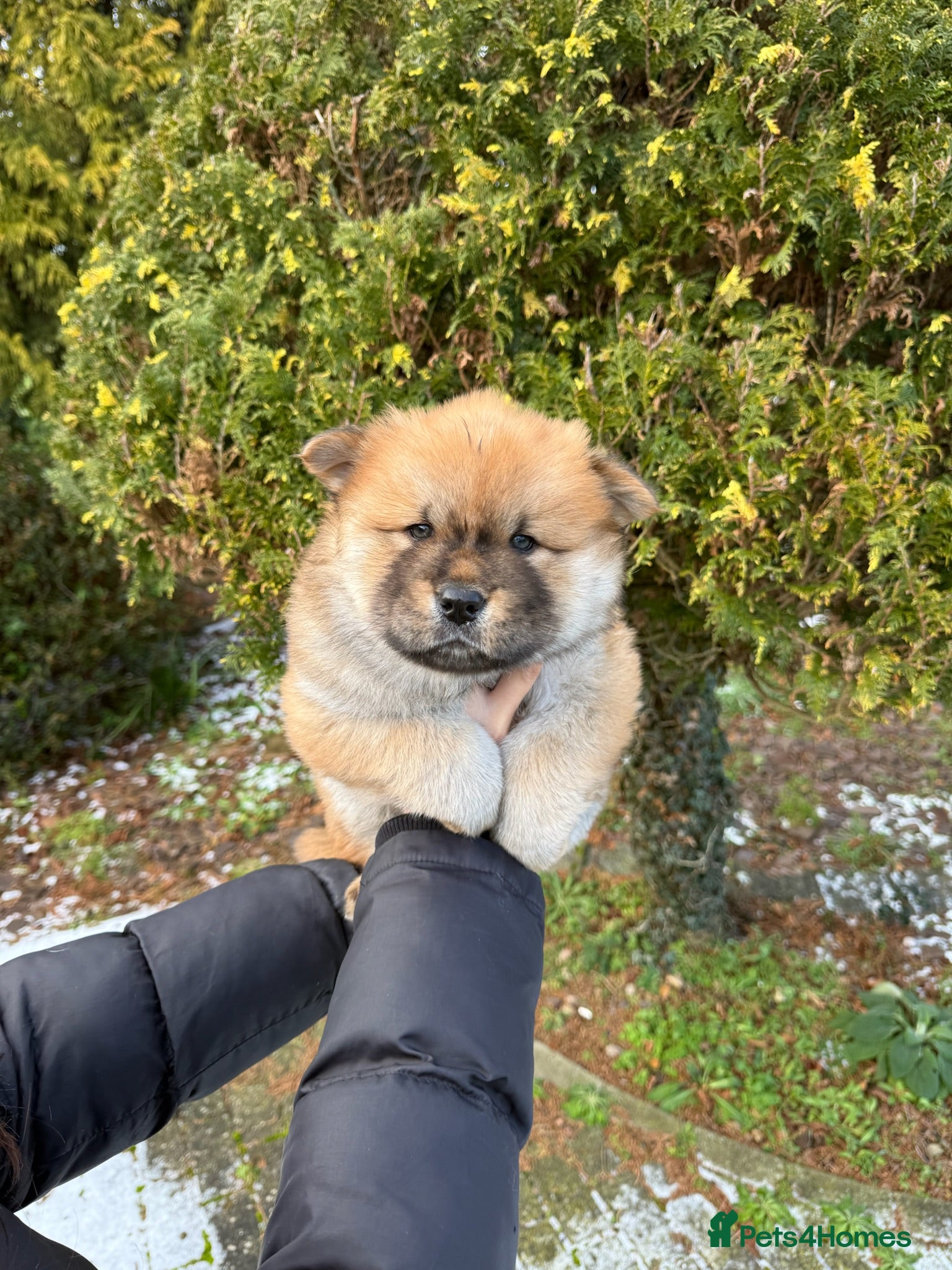 Mixed Breed dogs CHOWSKI PUPPYS READY TO GO!!  - Advert 6