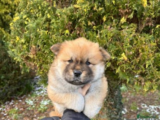Mixed Breed dogs CHOWSKI PUPPYS READY TO GO!! - Advert 6