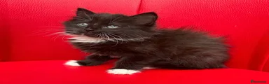 Long haired Tuxedo boy