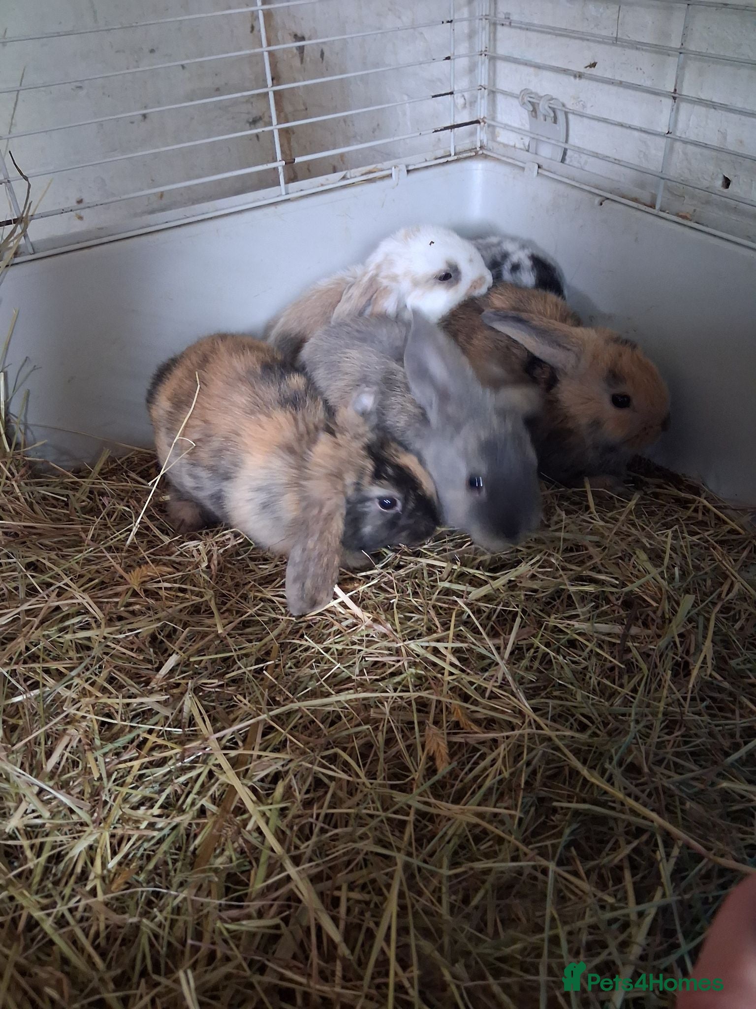 Mini Lop rabbits Mini lop kits rabbits  - Advert 18