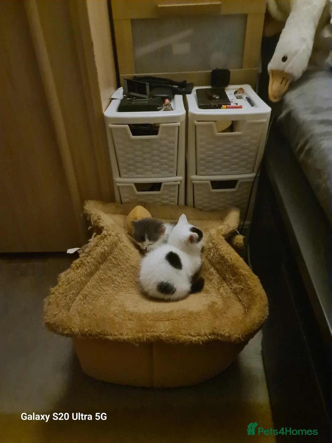 Siberian cats for sale: Kittens - Advert 7