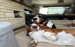 Basset Hound dogs for sale: Basset Hound Puppies - Image 2