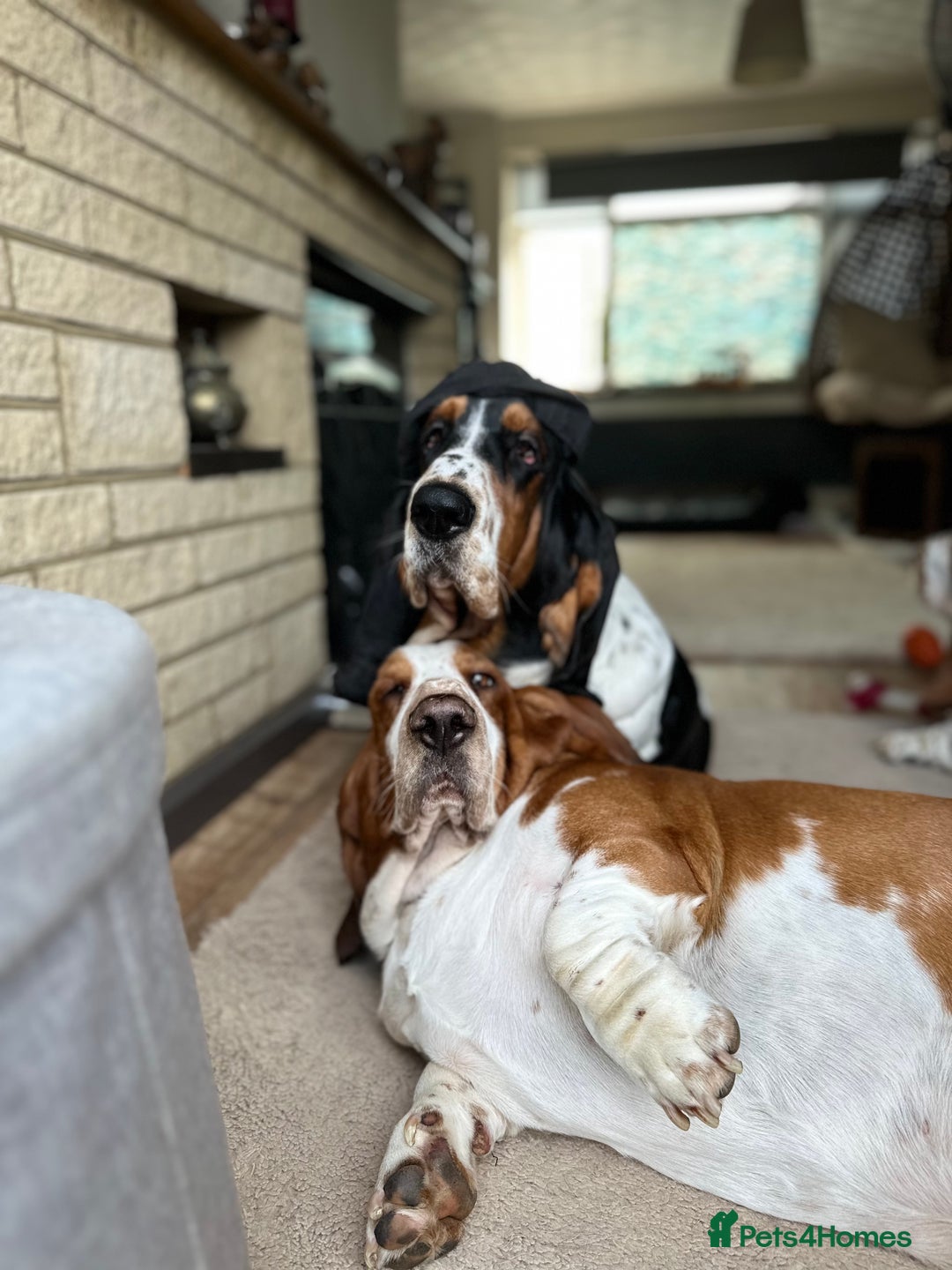 Basset Hound dogs for sale: Basset Hound Puppies - Image 2