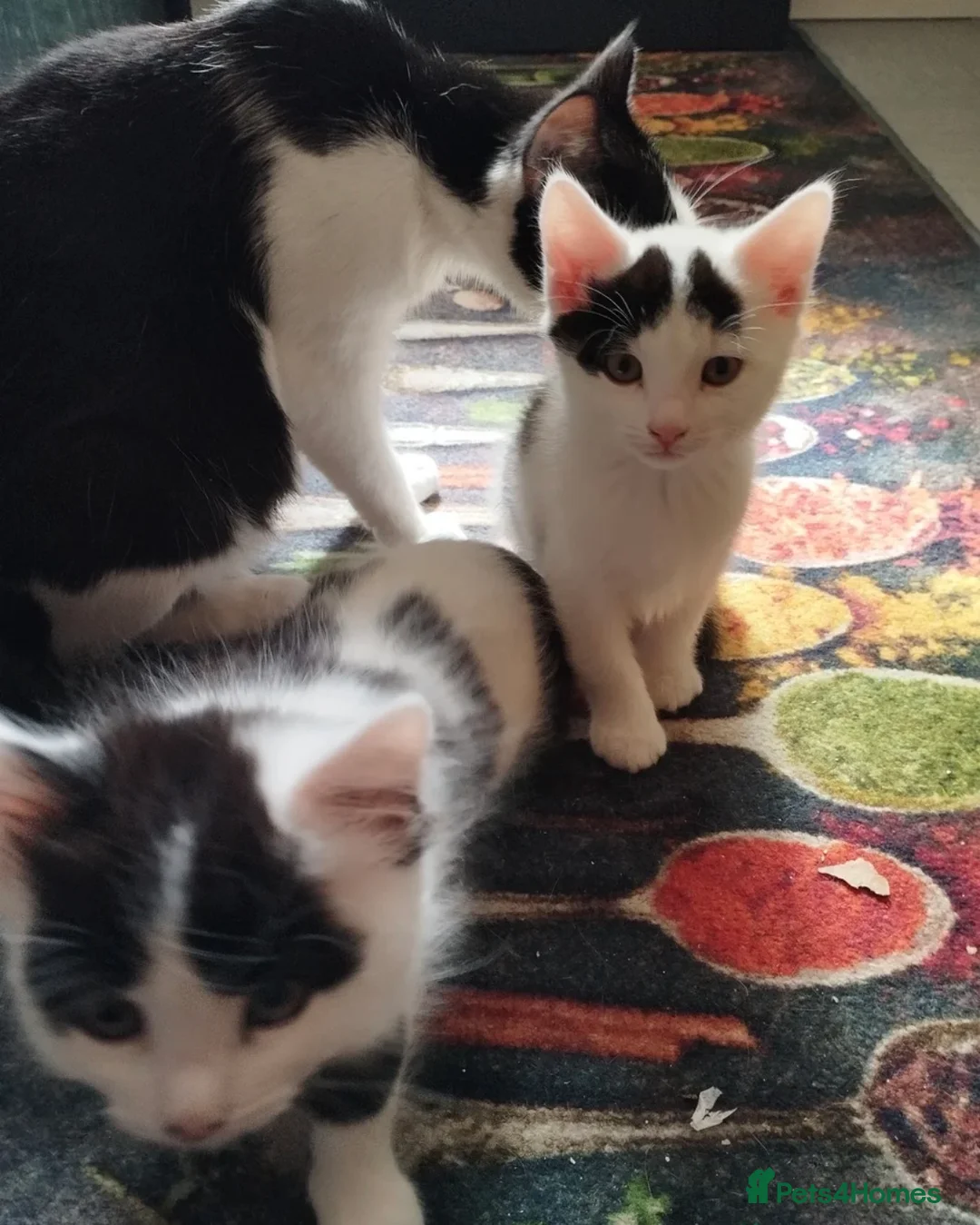 Mixed Breed cats for sale: Gorgeous 9 week old girl Kitten  - Advert 7