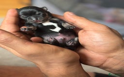 Chihuahua dogs for sale: Tiny Black & Tan Chihuahua Boy – Ready 14th Oct - Image 7