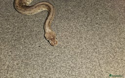 Python Snake reptiles for sale: Royal python Bolton area - Image 9