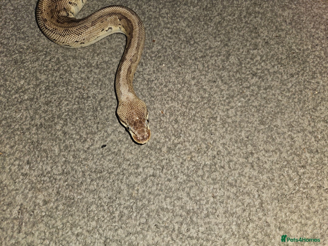 Python Snake reptiles for sale: Royal python Bolton area - Image 9