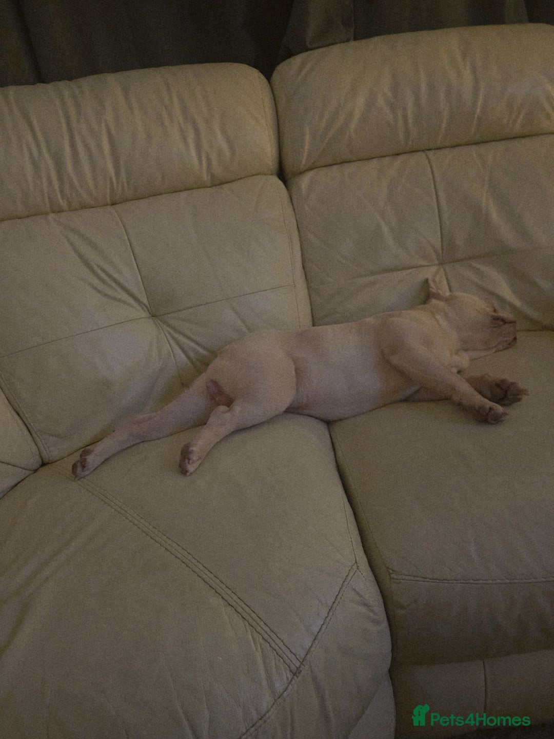 French Bulldog dogs for sale: Stunning French Bulldog for rehoming  - Advert 3