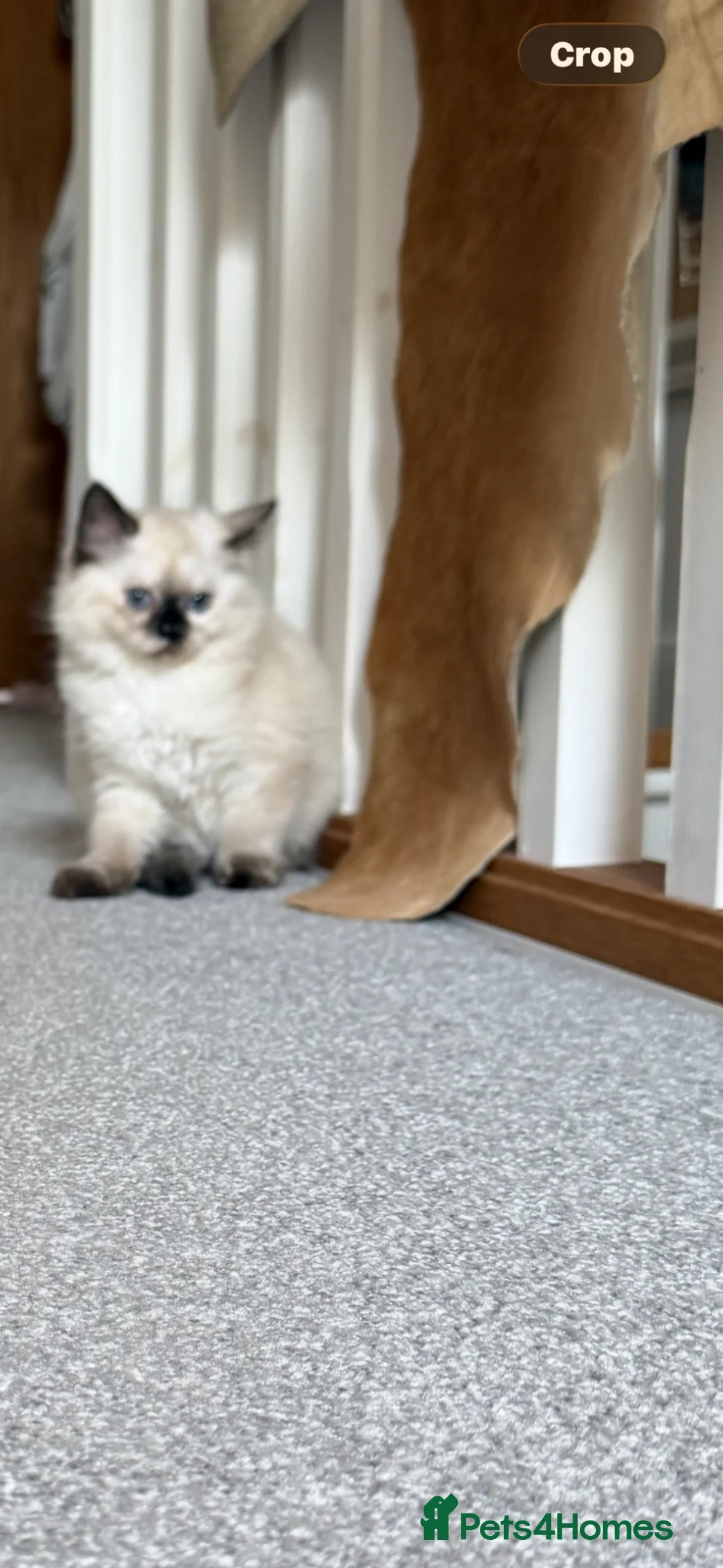 Ragdoll cats for sale: Ragdoll girl  - Advert 2