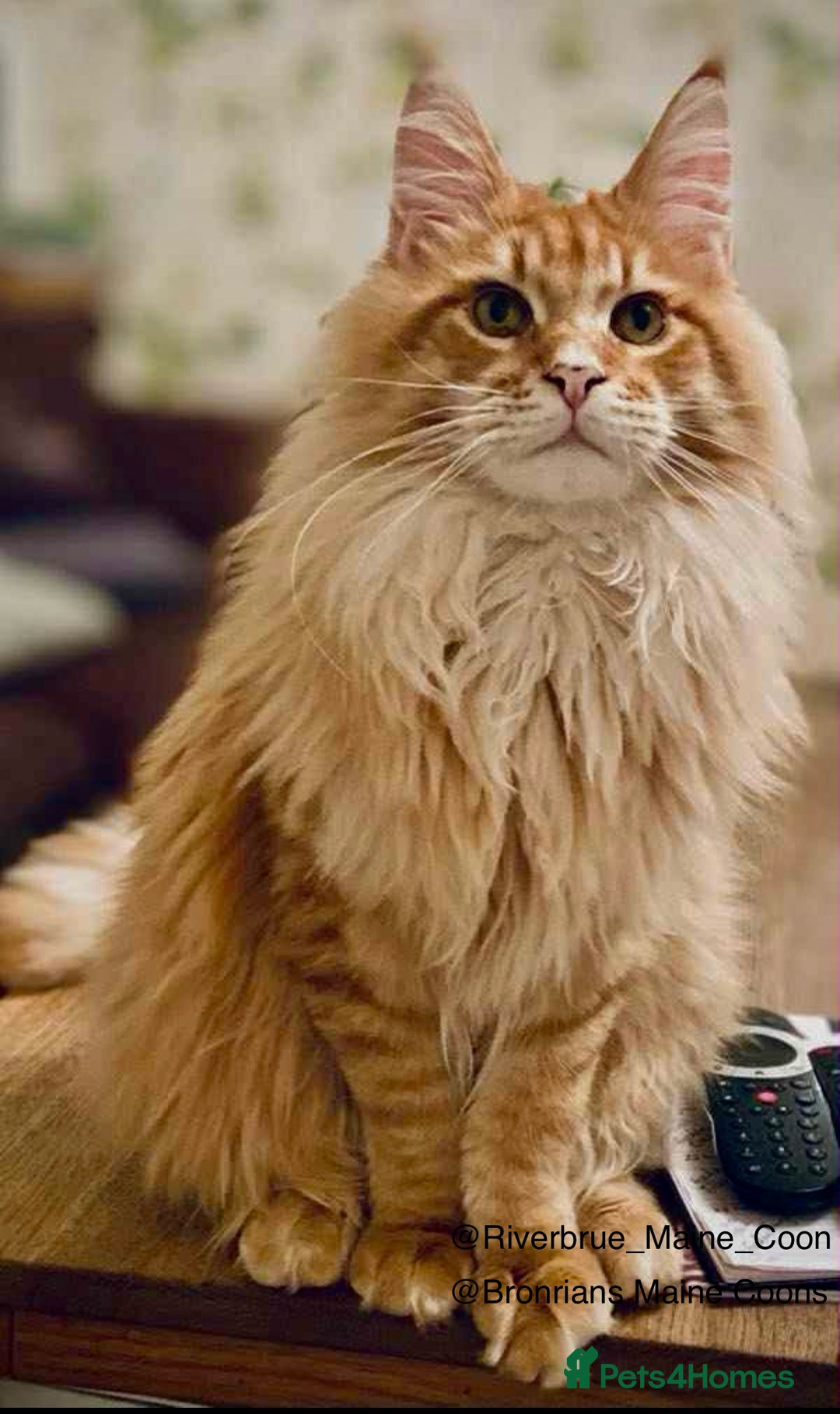 Maine Coon cats for sale: GCCF MAINE COON KITTENS (ACTIVE REG AVAILABLE) - Image 9
