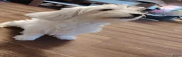 Maltese dogs for sale: Little princess  - Advert 2