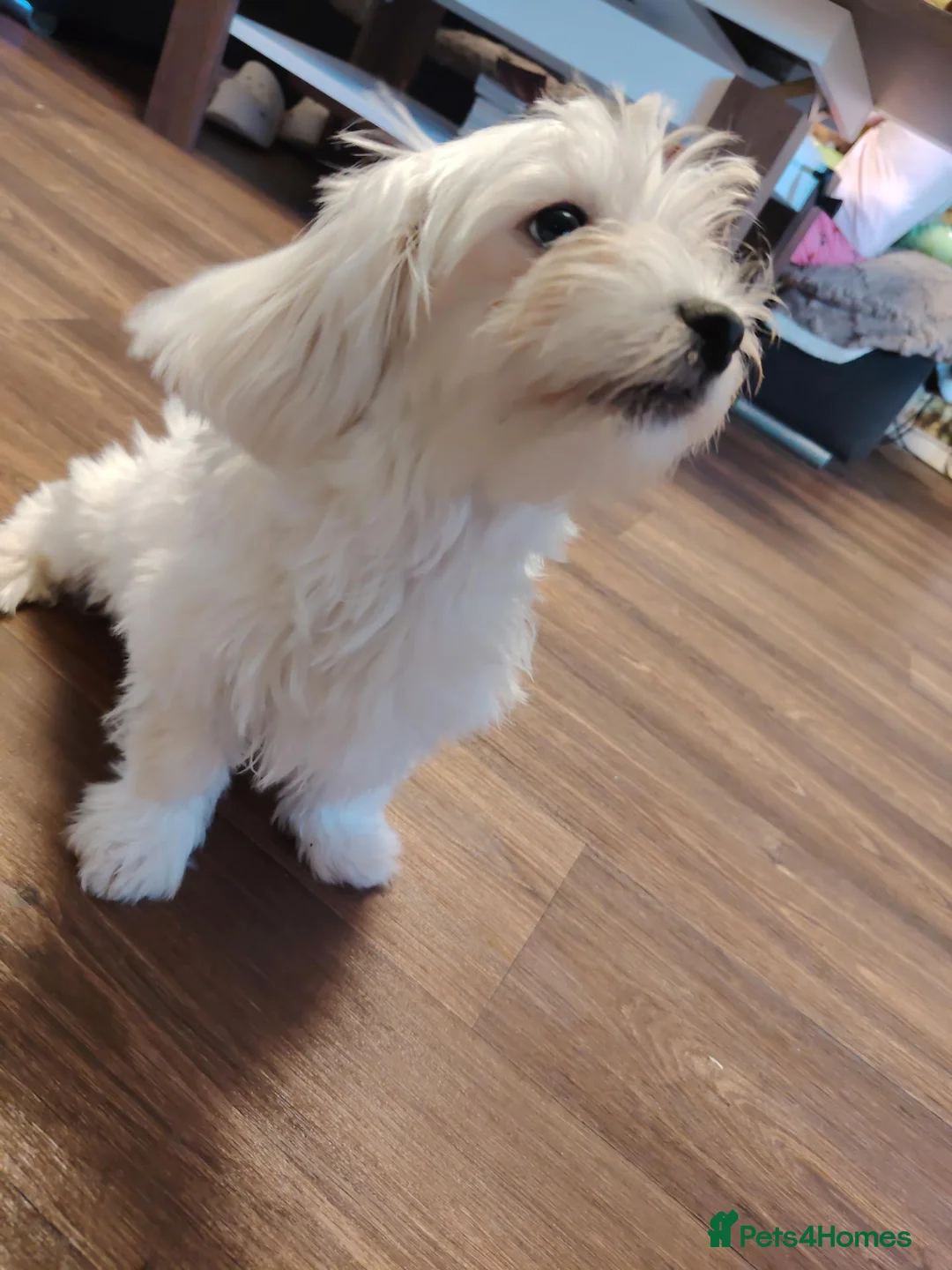 Maltese dogs for sale: Little princess  - Advert 2