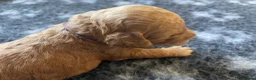 Australian Labradoodle dogs for sale: Australian Labradoodle Puppies for sale - Advert 17