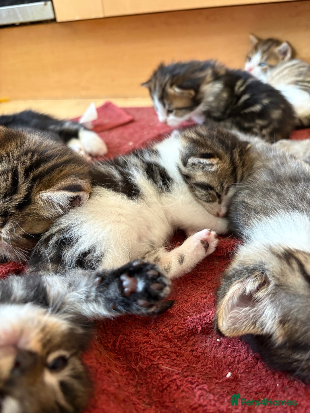 British Shorthair cats for sale: 11 SHORTHAIRED AND LONGHAIRED KITTENS - Image 20