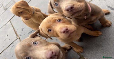 Labrador Retriever dogs - Advert 7