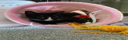 Mixed Breed cats for sale: Beautiful kittens looking for their forever homes  - Advert 2