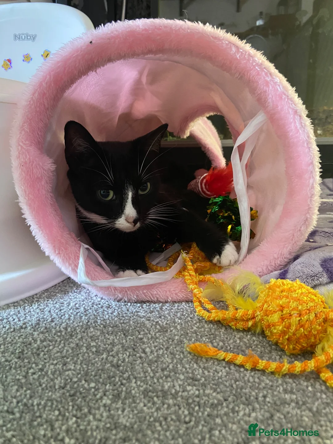 Mixed Breed cats for sale: Beautiful kittens looking for their forever homes  - Advert 2