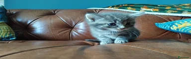 Domestic Shorthair 1