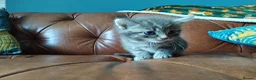Domestic Shorthair cats for sale: Kittens for sale - Advert 5