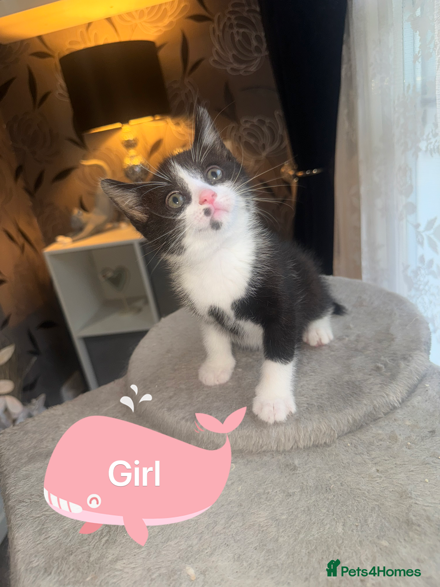 Mixed Breed Kitten 5