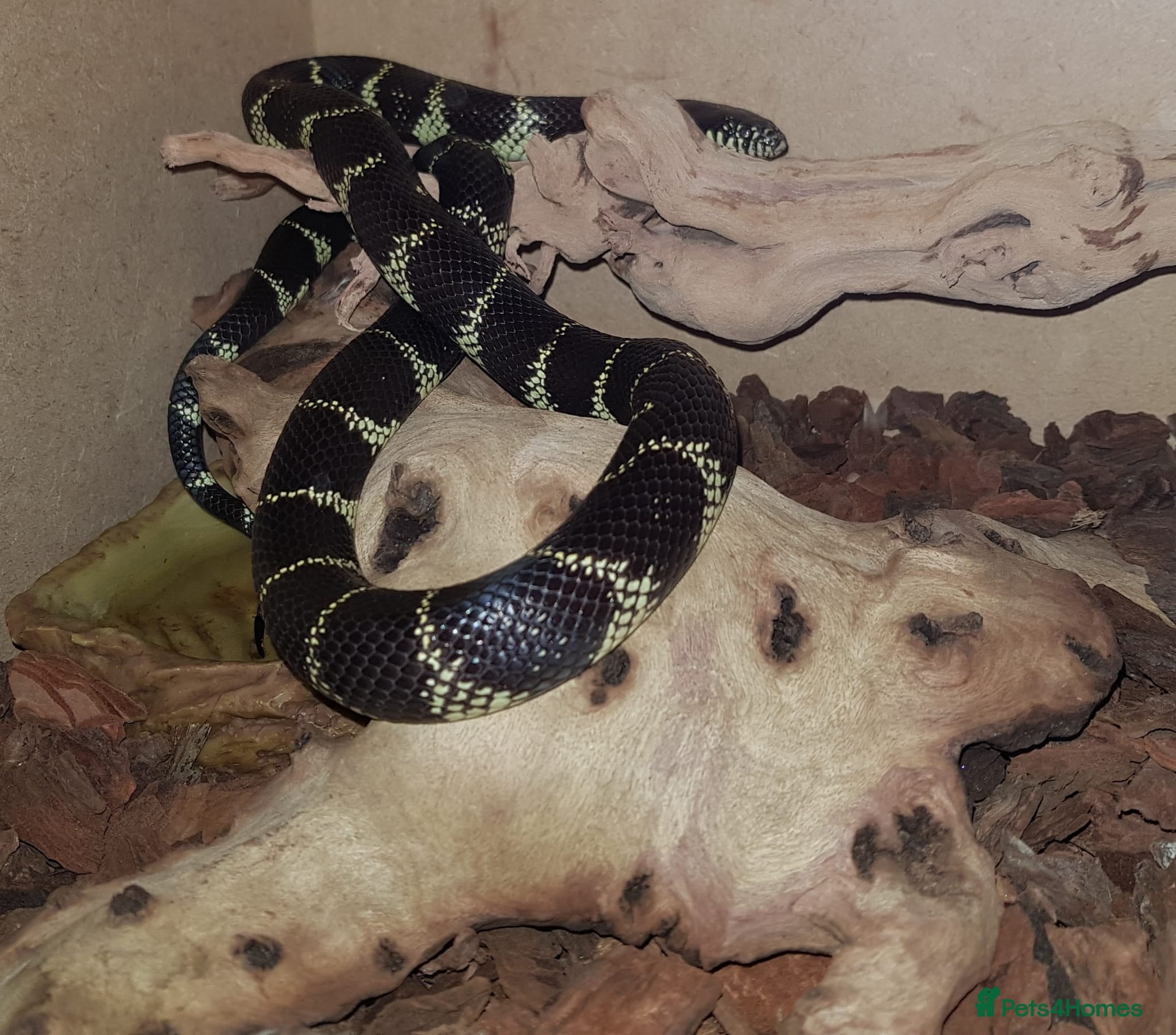 King Snake reptiles California King Snake - Cecil - Advert 2