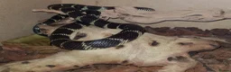 King Snake reptiles for sale: California King Snake - Cecil in Nottingham - Advert 1