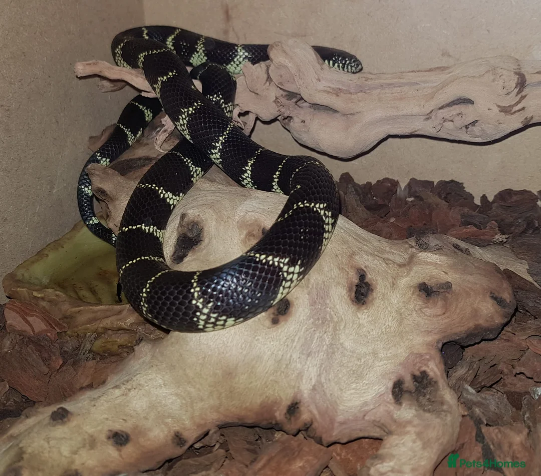 King Snake reptiles for sale: California King Snake - Cecil in Nottingham - Advert 1