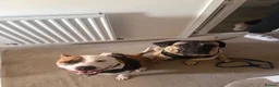 Mixed Breed dogs for sale: Staffie x Boxer - Advert 24