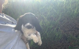 English Springer Spaniel dogs for sale: Ethically Bred  - Image 5