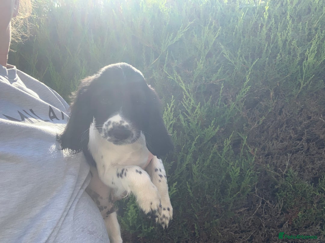 English Springer Spaniel dogs for sale: Ethically Bred  - Image 5