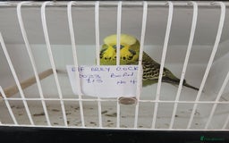 Budgerigars birds for sale: Budgies - Image 8
