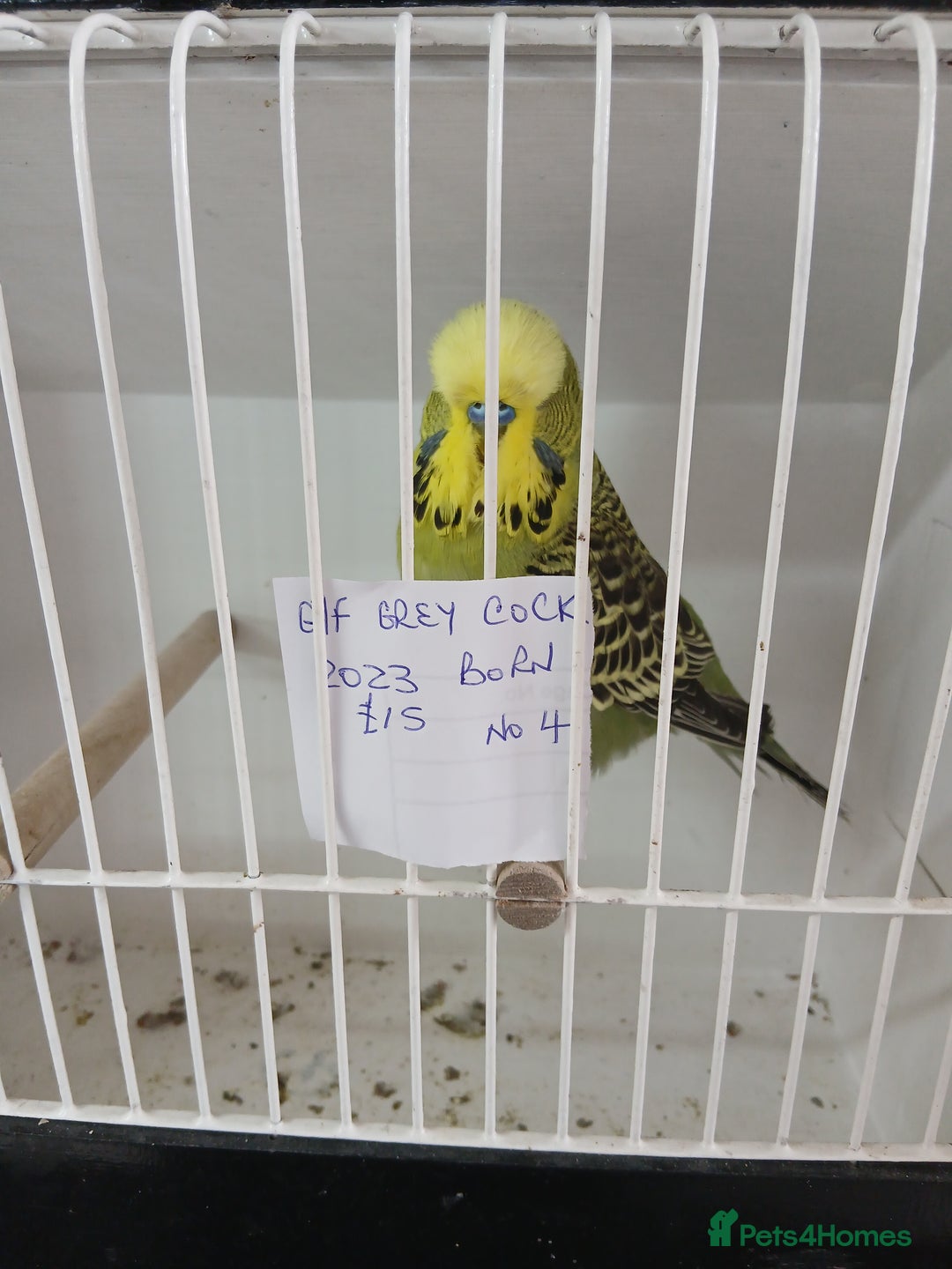 Budgerigars birds for sale: Budgies - Image 8