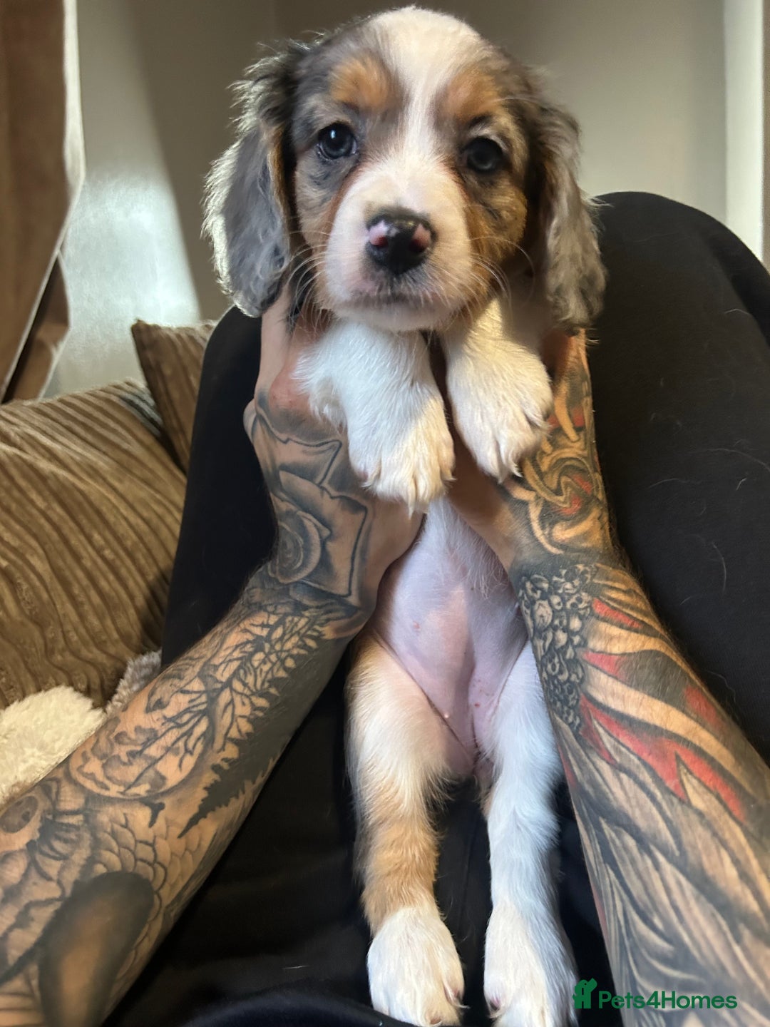 Mixed Breed dogs for sale: Borderliers  - Image 3