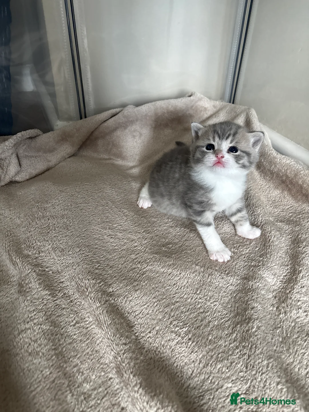Mixed Breed cats for sale: British short hair cross - Advert 2
