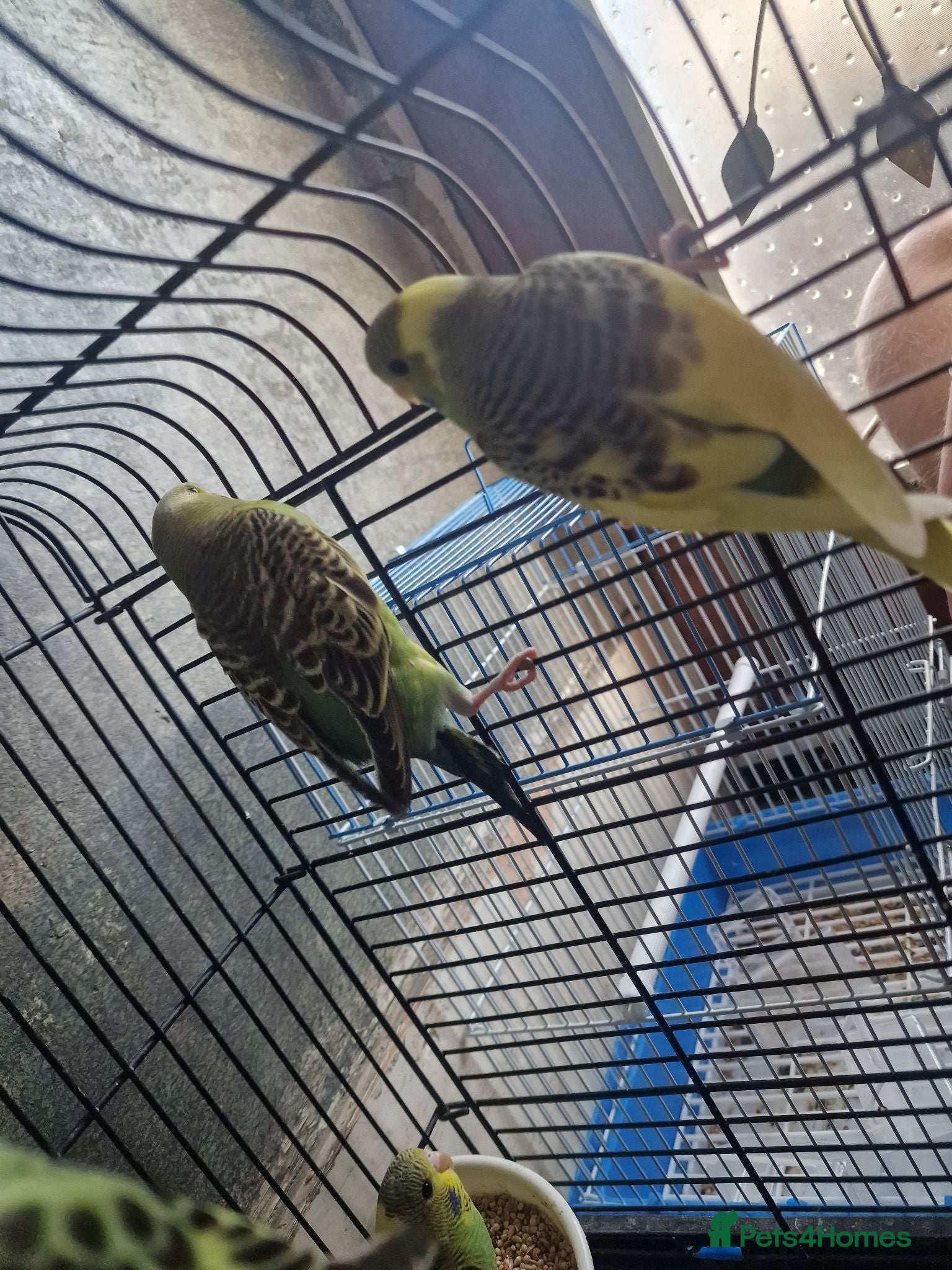 Budgerigars birds Baby budgies 2026 - Advert 17