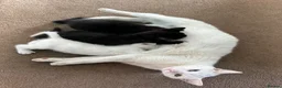 Mixed Breed cats for sale: Male Kittens  - Advert 1